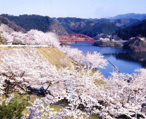 青蓮湖桜の写真