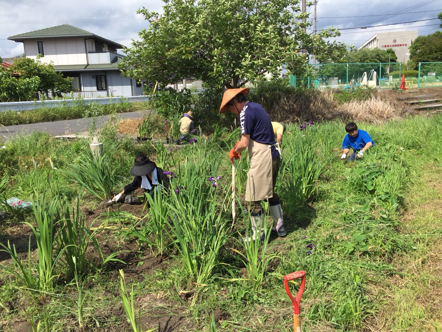 花しょうぶ植付.jpg