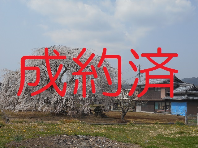 ◎成約済【No.059】庭のしだれ桜が艶やかな赤目町の古家付き土地の写真