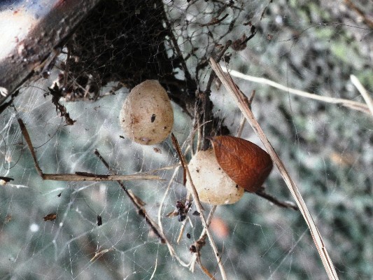 セアカゴケグモが巣を作って、卵のを産み付けた様子
