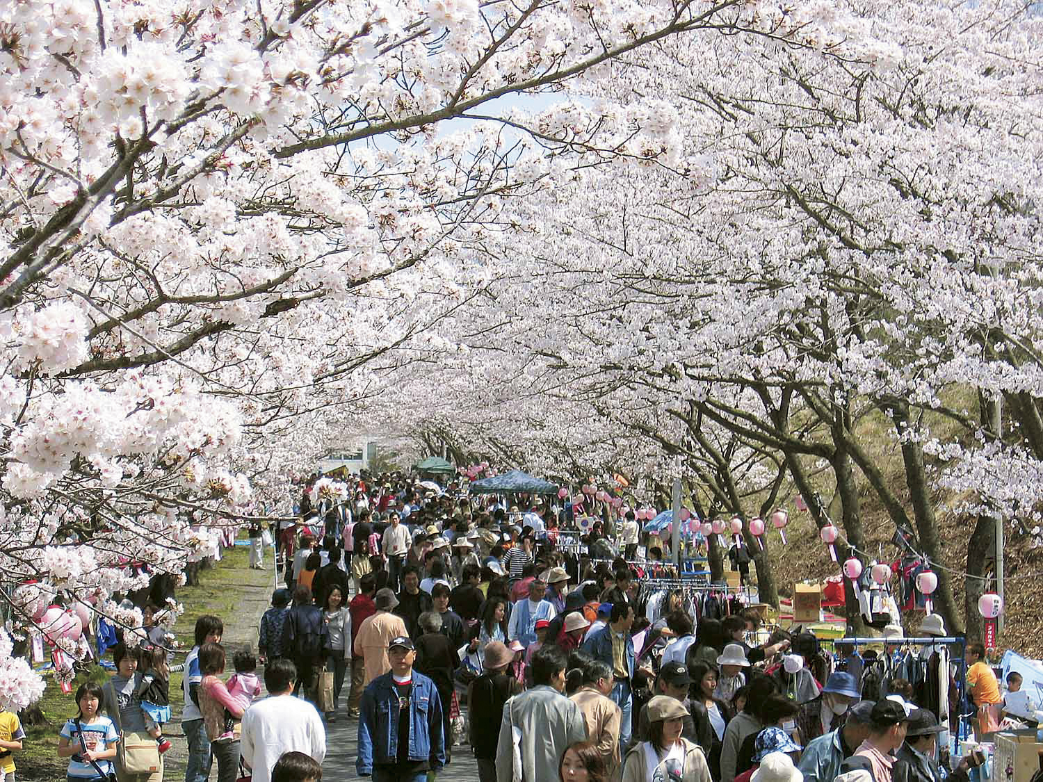 桜まつり