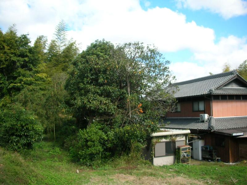 jinkaurabassaimae.JPG